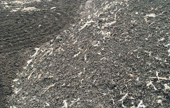 雞糞怎么才能快速發酵成有機肥？干濕雞糞發酵時一樣嗎？