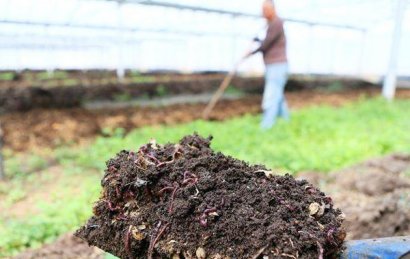 發(fā)酵后的雞糞有機肥有哪些用途與好處