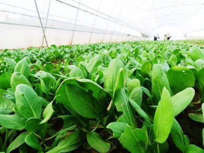 雞糞發酵作為有機肥的發酵方法