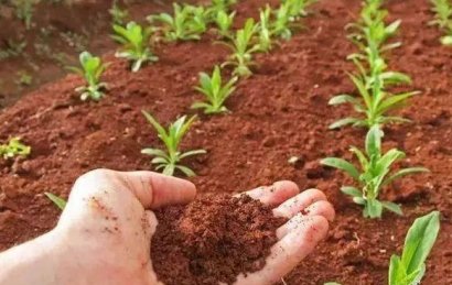 制作雞糞有機(jī)肥的方法是什么？