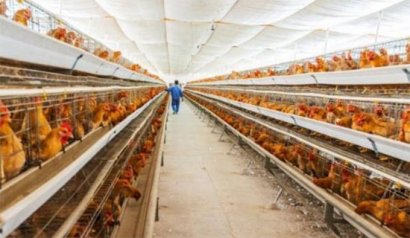 雞糞如何使用生物菌進(jìn)行發(fā)酵制作有機(jī)肥？