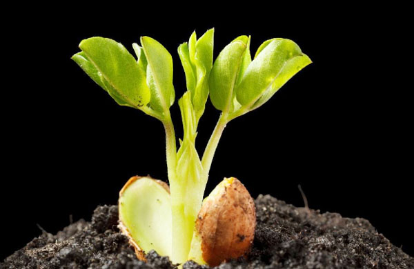 發(fā)酵一噸雞糞需要多少雞糞發(fā)酵劑？