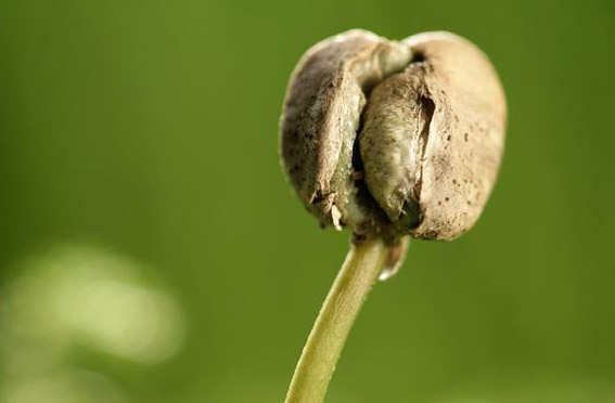 雞糞怎么發(fā)酵有哪些用途