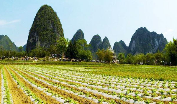 雞糞怎么發(fā)酵有哪些用途