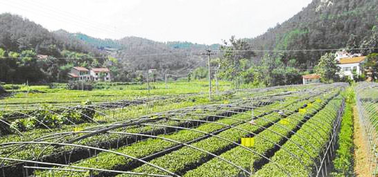 雞糞怎么發(fā)酵有哪些用途