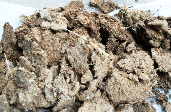 雞糞的傳統發酵與現在發酵有哪些不同？