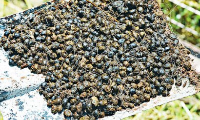 羊糞堆肥發(fā)酵該怎么進(jìn)行？