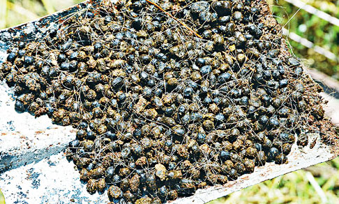 羊糞堆肥發酵該怎么進行？