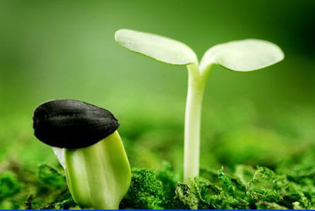 雞糞自然發酵需要多長時間？