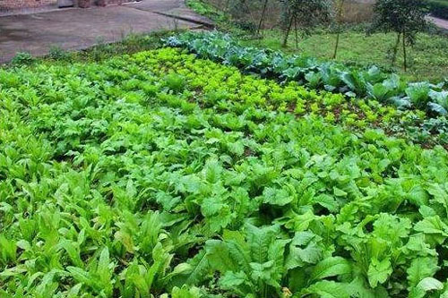 雞糞有機肥如何發酵，需要多長時間？