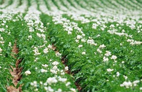 雞糞怎么發(fā)酵，發(fā)酵后有哪些優(yōu)點(diǎn)？