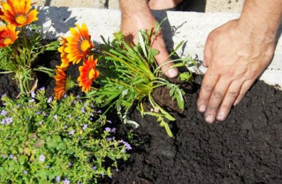 雞糞發酵處理的方法，發酵后有什么作用？