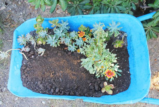 雞糞發酵處理的方法，發酵后的雞糞有什么作用？