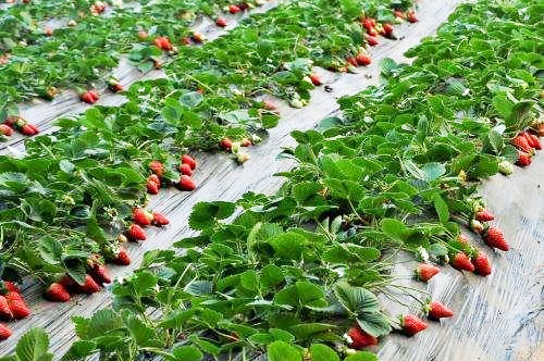 在不同規模的養雞環境中如何處理雞糞？