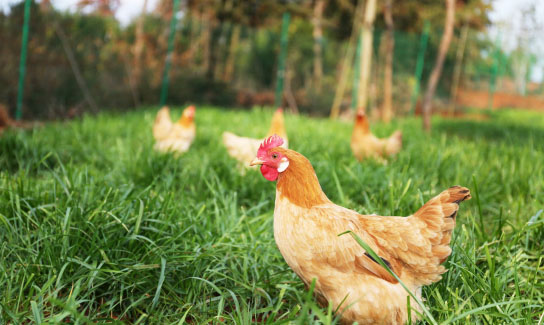 在不同規模的養雞環境中如何處理雞糞？