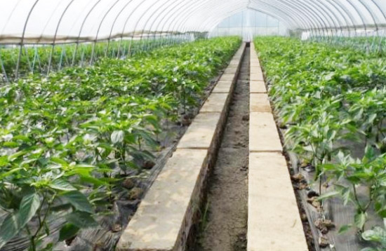 雞糞有機(jī)肥發(fā)酵過程中需要多長(zhǎng)時(shí)間？