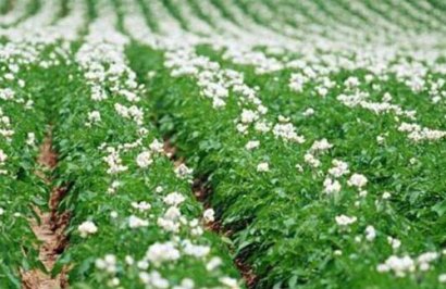 豬糞有機肥發酵過程中需要多長時間？