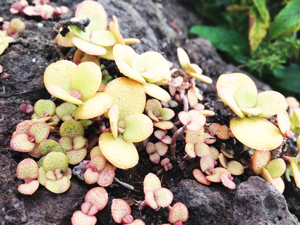 如何能提高雞糞有機肥的發酵效率？