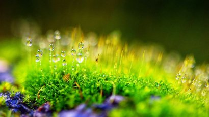 雞糞怎樣發酵制成有機肥