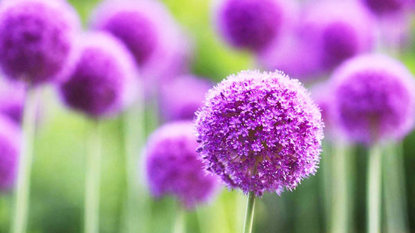 雞糞如何快速發(fā)酵腐熟并提高功效？