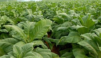 雞糞如何快速發(fā)酵腐熟并提高功效？