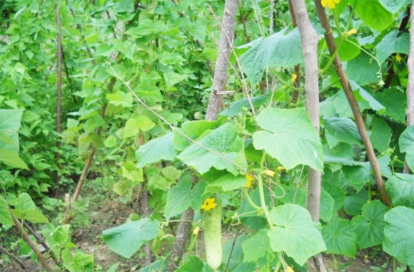 雞糞的發酵處理方法