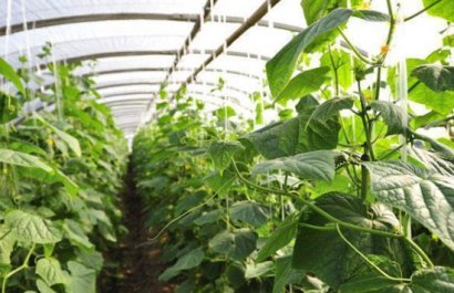 雞糞用做果樹有機肥如何施用才不燒根？