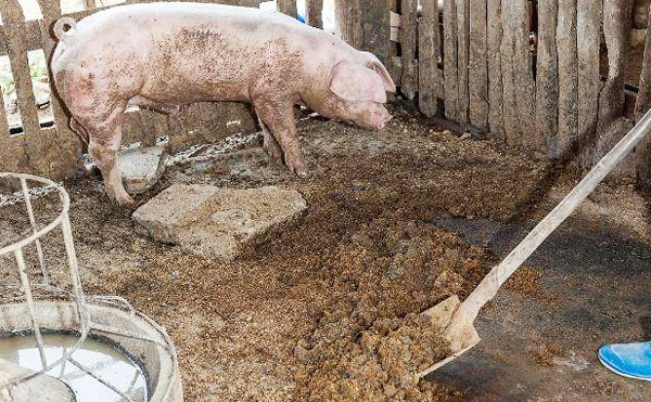 豬糞在日常種植中的作用及發(fā)酵速度？