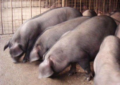 冬天豬糞使用堆肥發酵操作需要注意哪些？