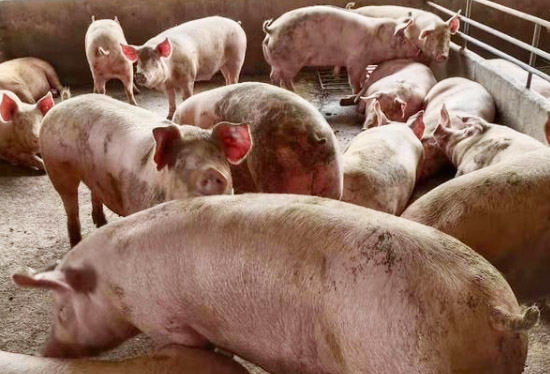 發酵一噸豬糞需要多少發酵劑？