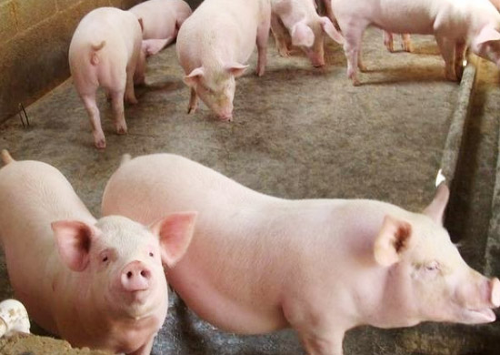 發酵一噸豬糞需要多少發酵劑？