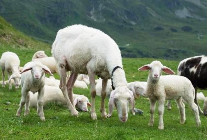 羊糞有機(jī)肥是怎么發(fā)酵的？