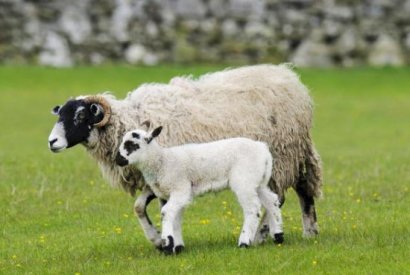 羊糞施用前為什么必須經(jīng)過發(fā)酵處理？