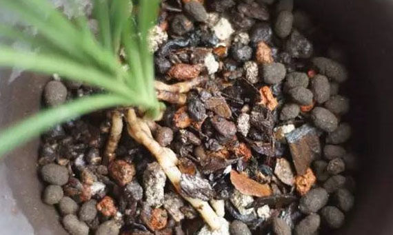 使用羊糞做底肥是否還需要專門發酵