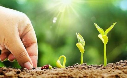 羊糞做底肥有哪些益處與隱患