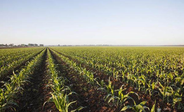 羊糞做底肥有哪些益處與隱患