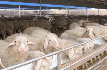 怎么自制羊糞有機(jī)肥？