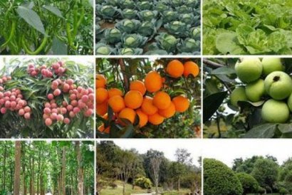 羊糞的用途與價(jià)值