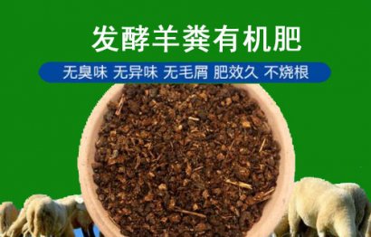 羊糞究竟怎么用才更安全？