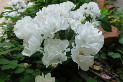 羊糞可以直接使用種花嗎？