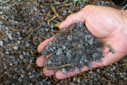 羊糞多少錢一噸？