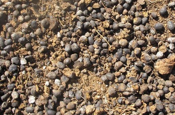 曬干的羊糞還用發(fā)酵嗎