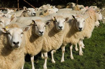 羊糞有機肥為何會變成“香餑餑”