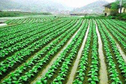 羊糞有機肥為什么越來越受廣大農戶朋友的歡迎