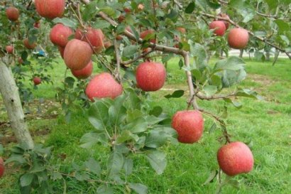 羊糞有機(jī)肥可以用在果樹(shù)上面嗎？