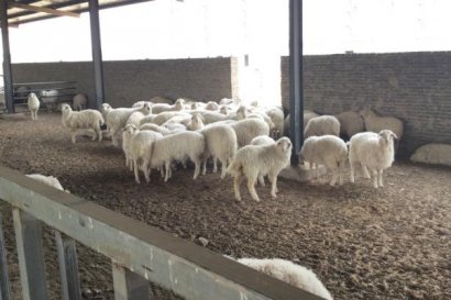 養(yǎng)殖場(chǎng)的羊糞都怎么處理了？