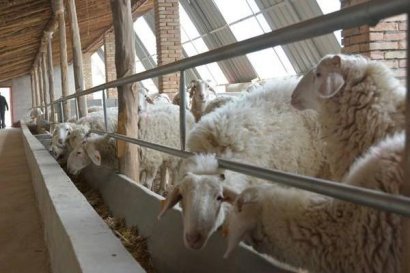 羊糞如何做到科學(xué)利用？