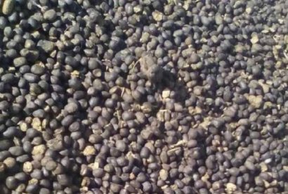 說說羊糞的危害性