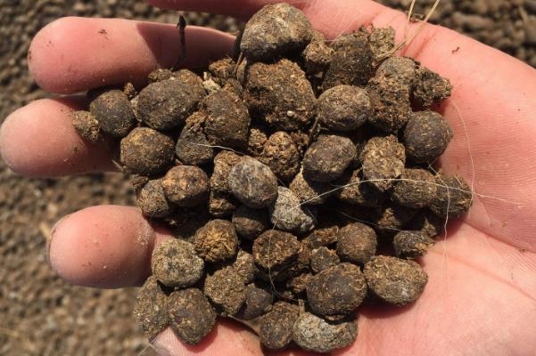 發酵后的羊糞如何施肥效果好