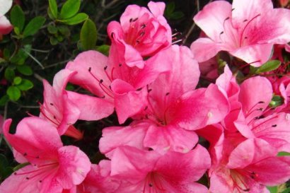 羊糞養(yǎng)花該注意哪些？